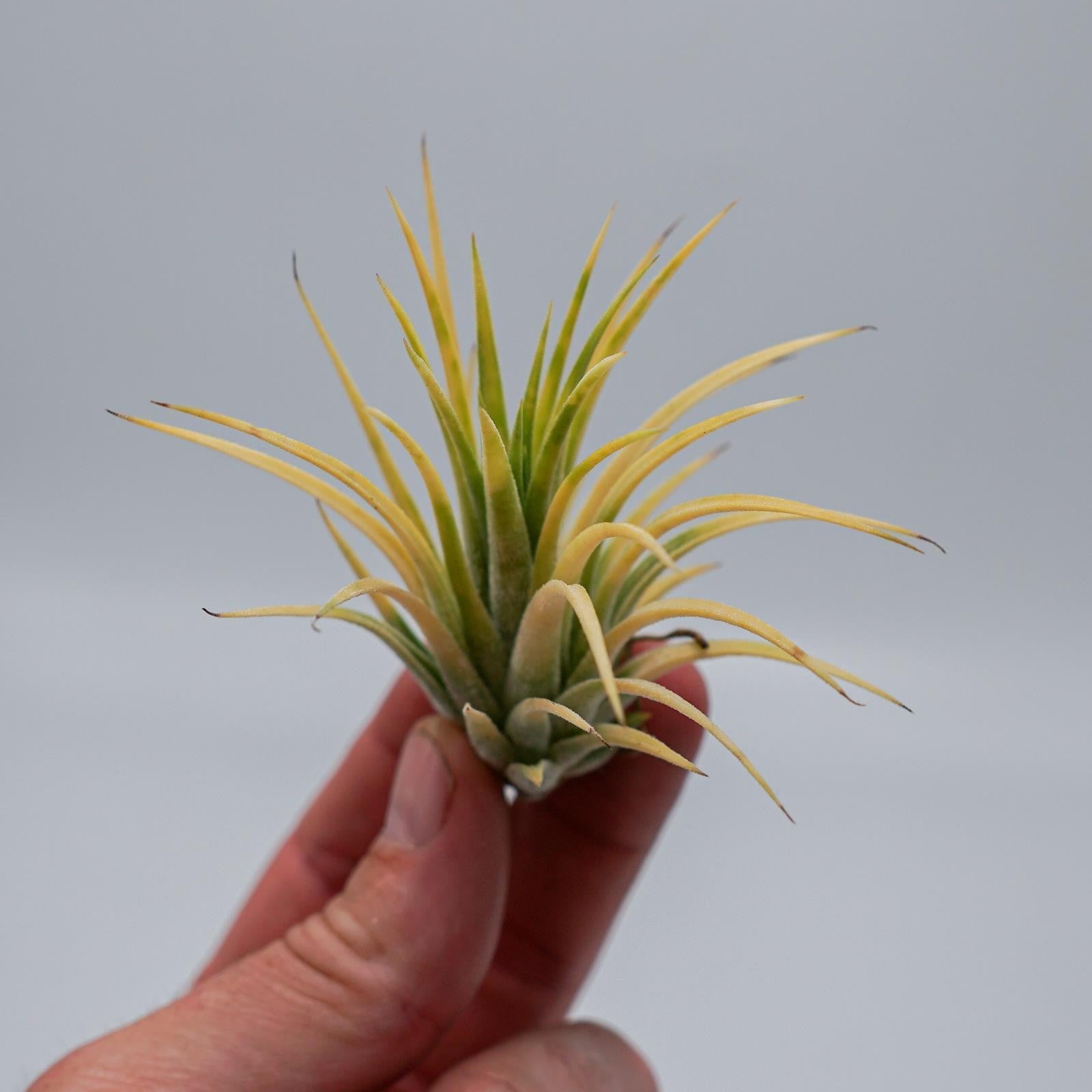 pasiora-tillandsia-ionantha-druid-luftpflanze image 5