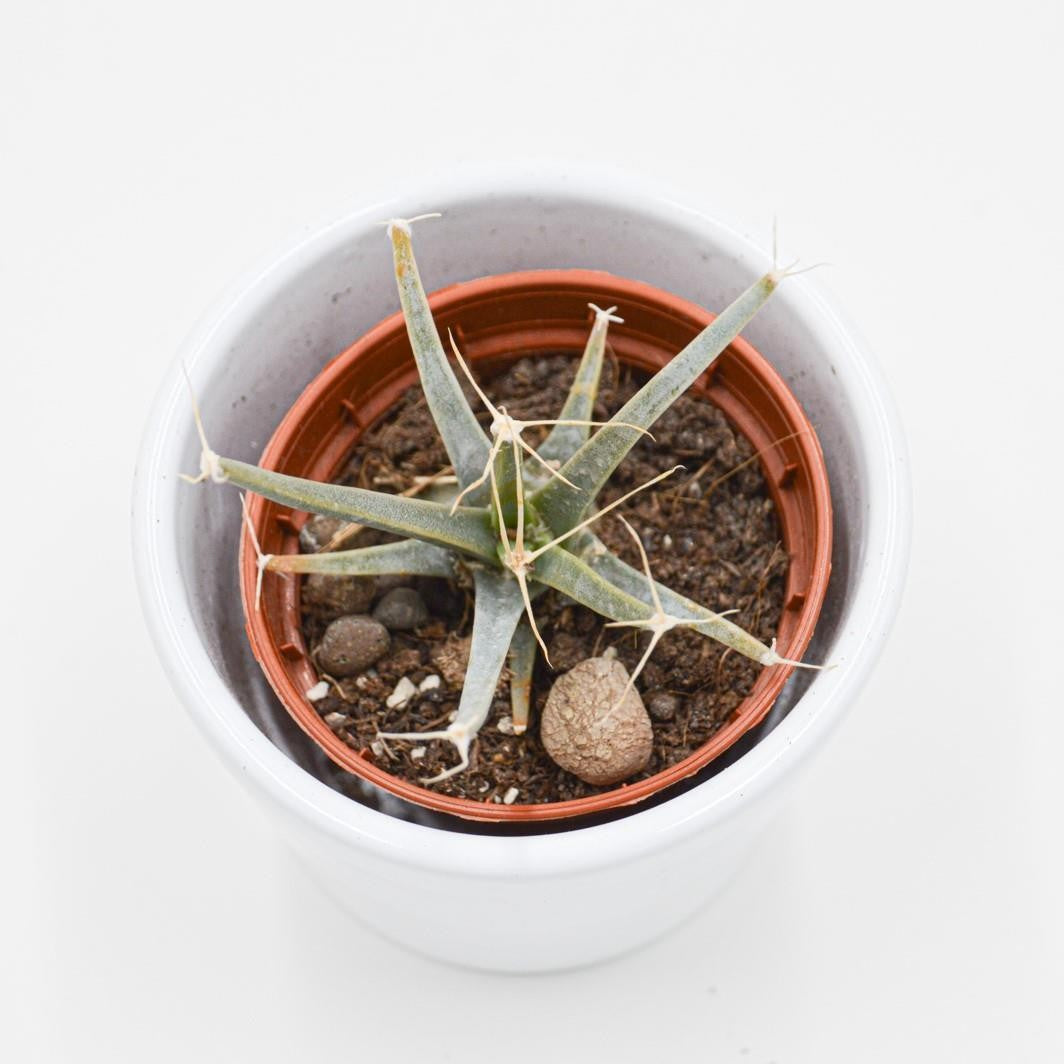 pasiora-leuchtenbergia-principis-agaven-kaktus-5-5cm-topf image 2