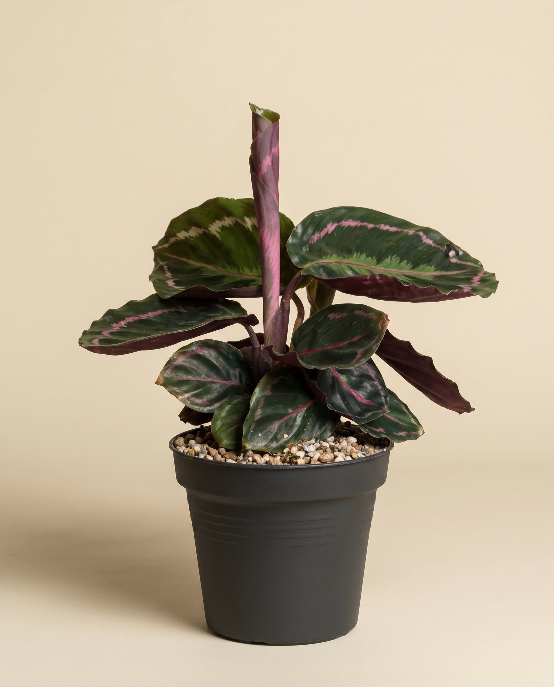 feey-calathea-roseopicta-klein-korbmarante image 3