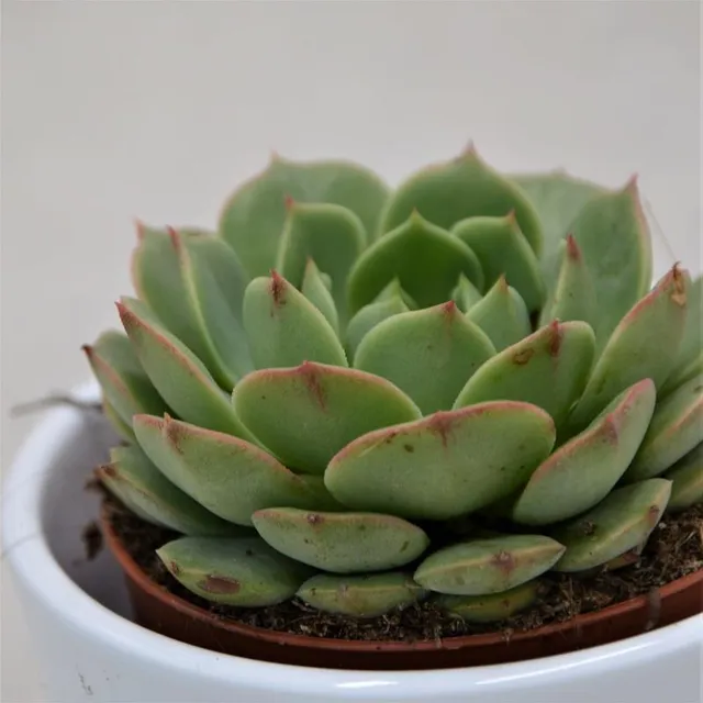 pasiora-echeveria-ramilette-sukkulente-im-9cm-topf image 1