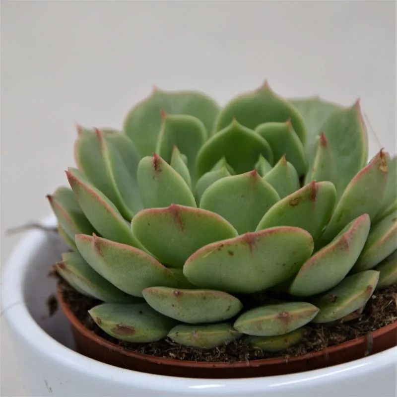 pasiora-echeveria-ramilette-sukkulente-im-9cm-topf image 1