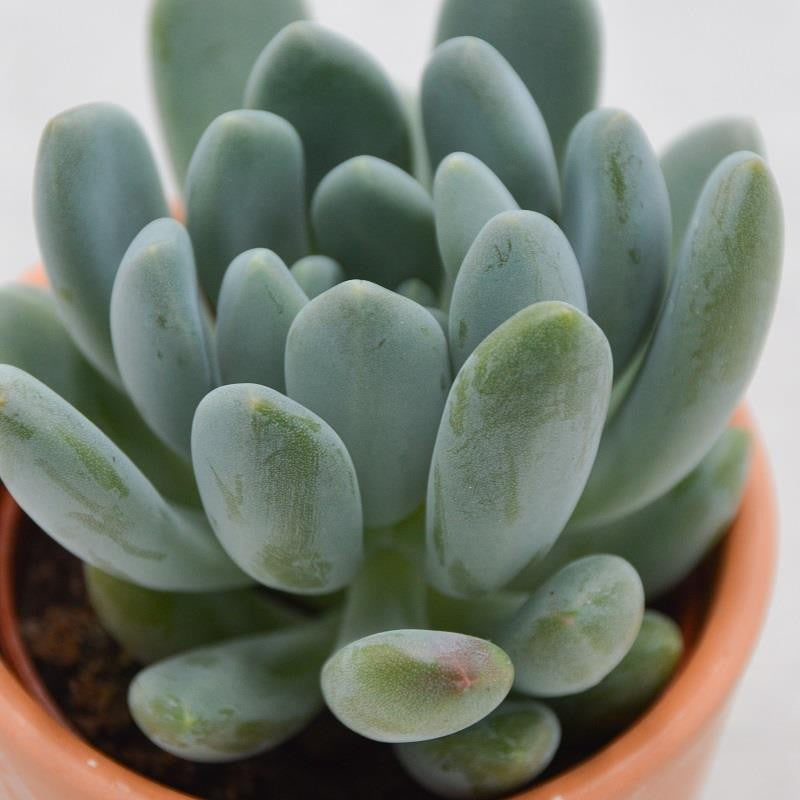 pasiora-pachyphytum-clavifolia-sukkulente-6-cm-topf image 1