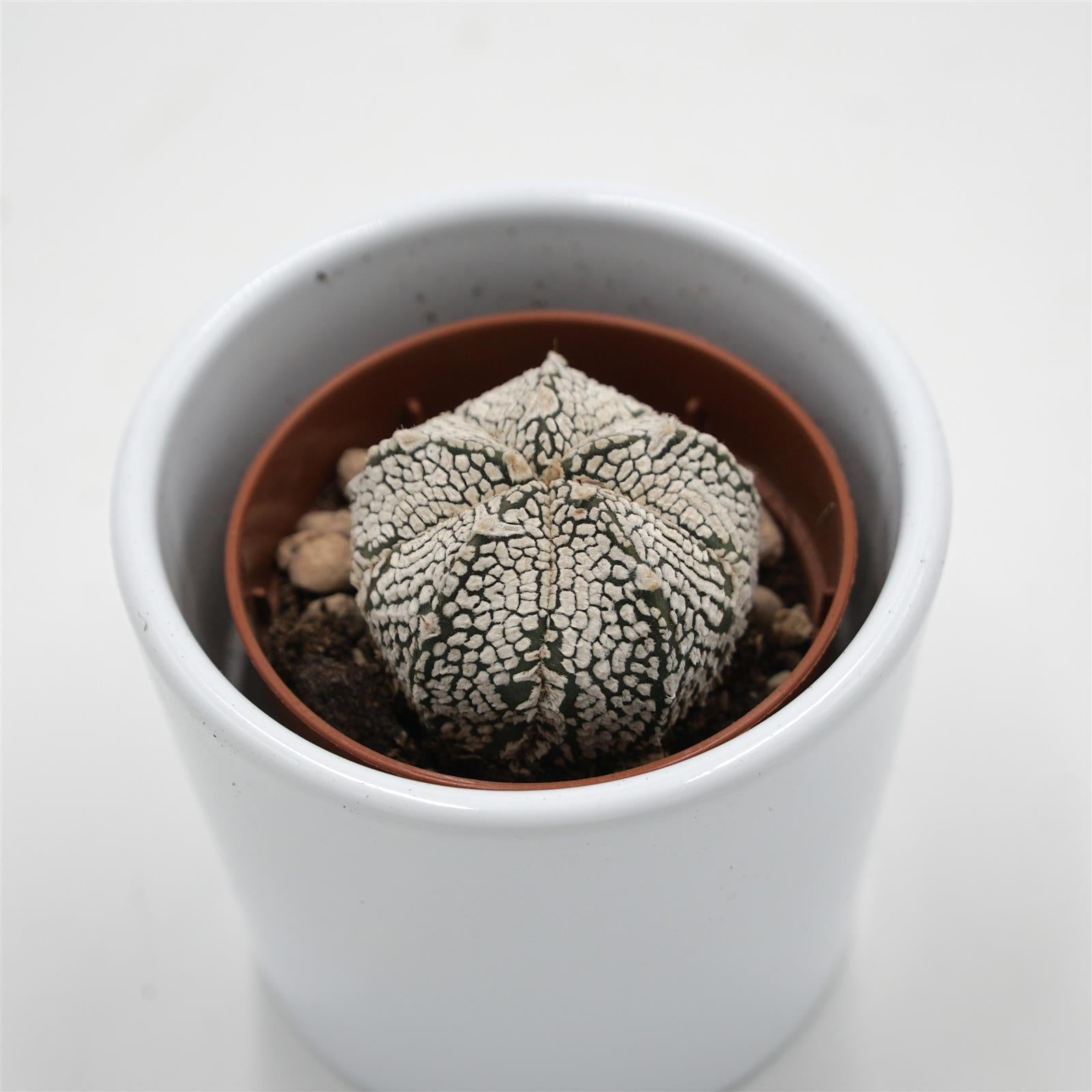 pasiora-astrophytum-asterias-super-kabuto-kaktus-5-5cm image 2