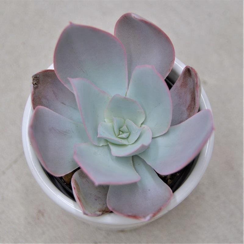 pasiora-echeveria-cante-sukkulente-6cm-topf image 1