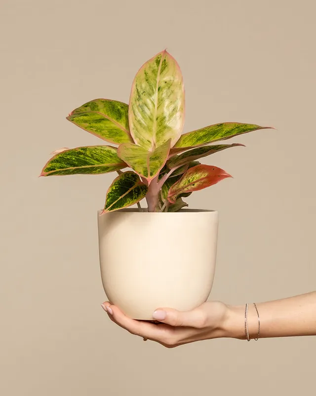 feey-aglaonema-salmon-fantasy-zimmerpflanze-kleine-pflanze-mit-farbigen-bl-ttern image 1