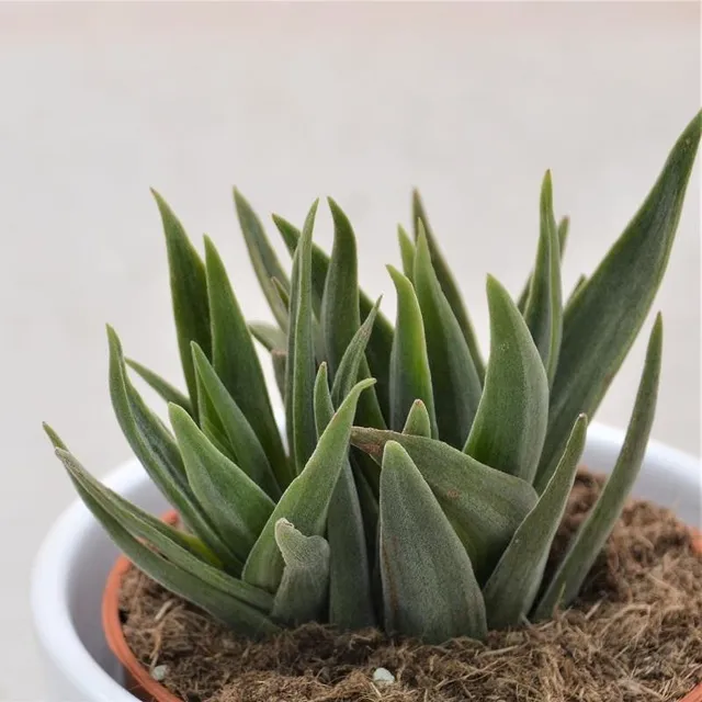 pasiora-crassula-lola-lopez-sukkulente-8-5-cm-topf image 1