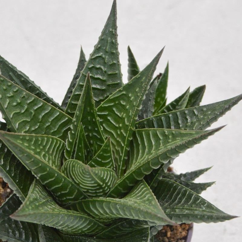 pasiora-haworthia-limifolia-sukkulente-8-5cm-topf image 1