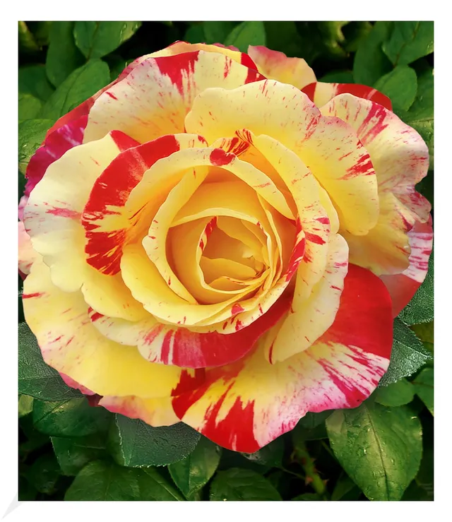 baldur-garten-delbard-malerrose-camille-pissarro-wurzelnackt-a-qualit-t-3-triebi image 1