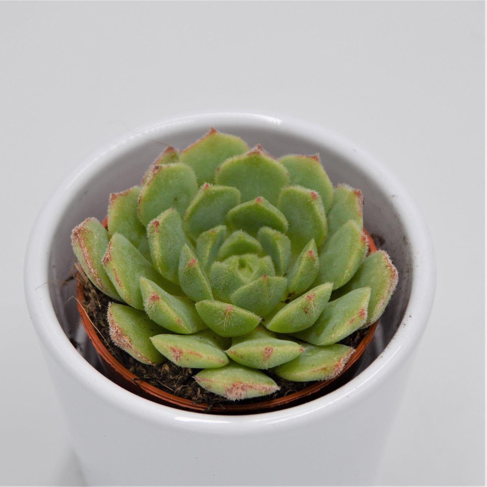 pasiora-echeveria-derosa-sukkulente-5-5cm-topf image 1
