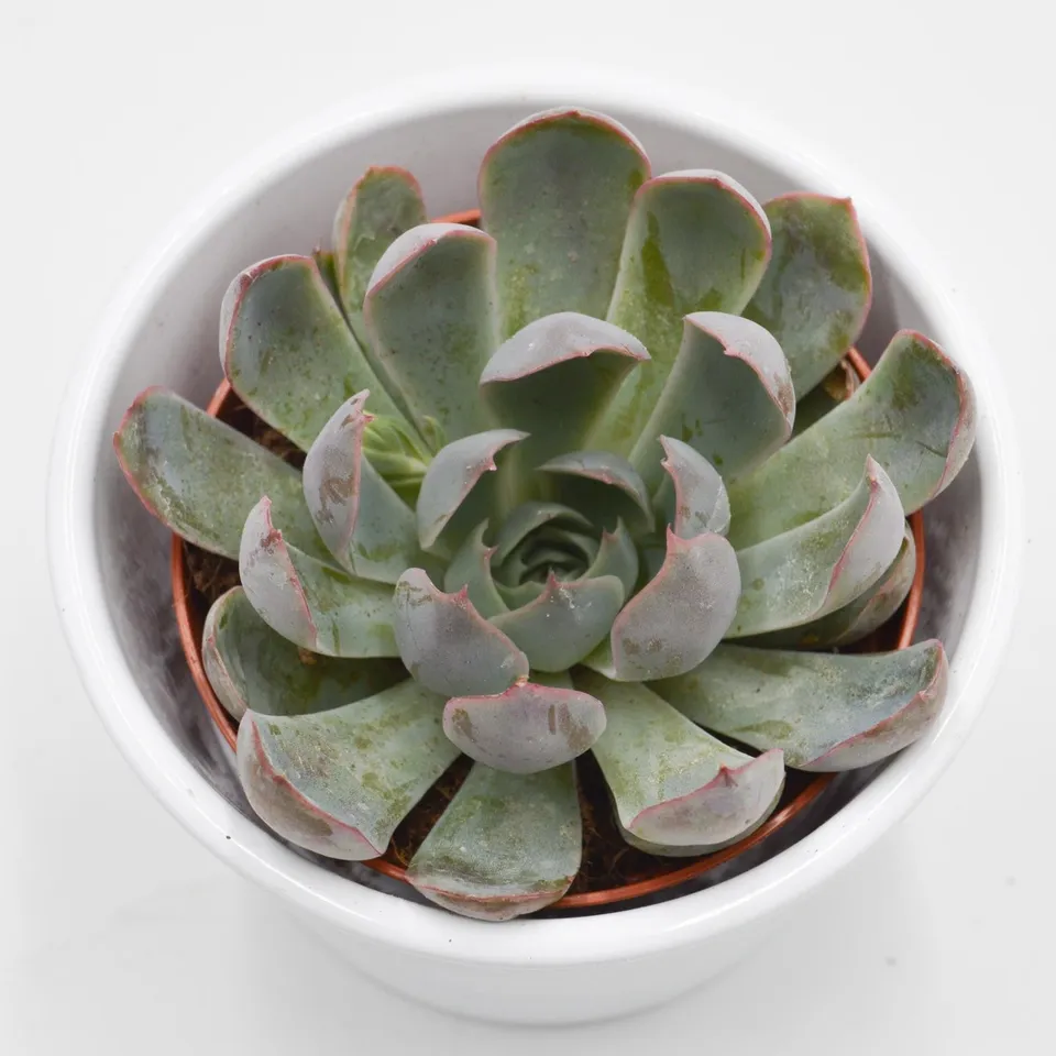 pasiora-echeveria-summer-8-5-cm-rosetten-sukkulente image 1