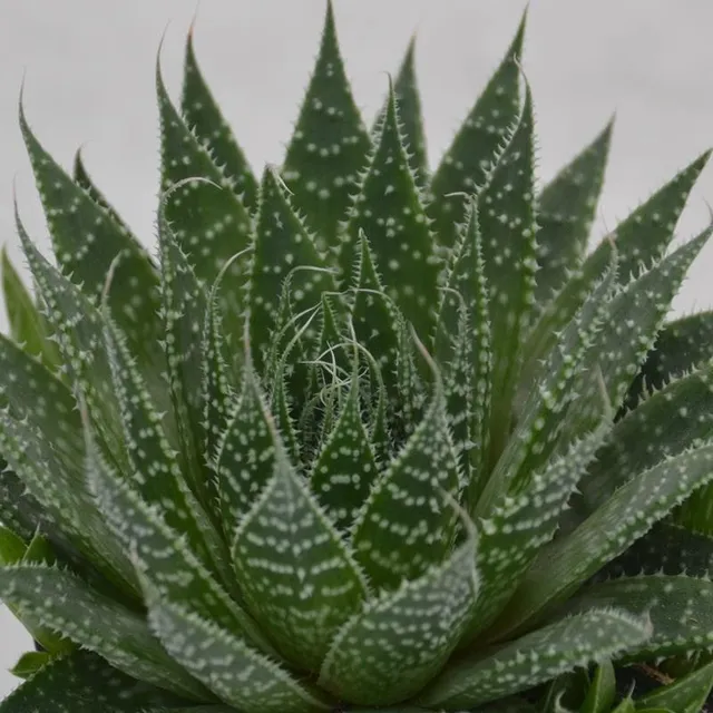 pasiora-aloe-aristata-sukkulente-9cm-topf image 1