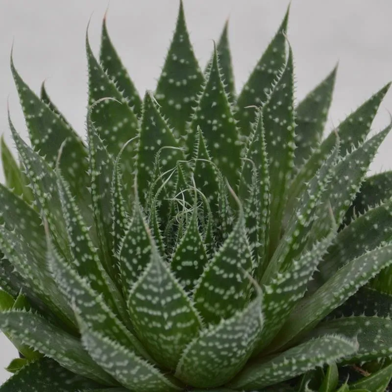 pasiora-aloe-aristata-sukkulente-9cm-topf image 1
