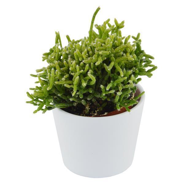 pasiora-rhipsalis-cereuscula-korallenkaktus-im-6cm-topf image 1