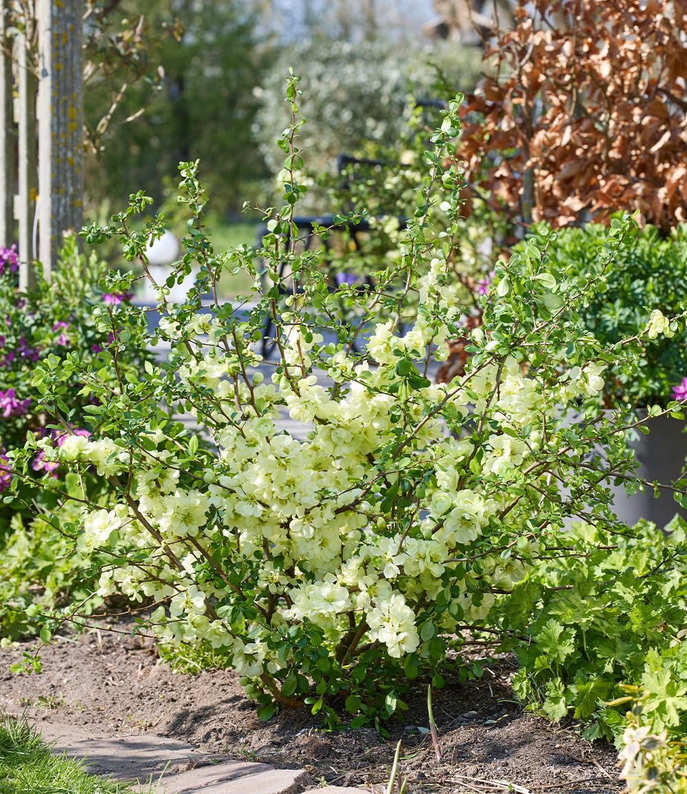 baldur-garten-zierquitte-lemon-sorbet-bl-tenstrauch-im-9x9-cm-topf-150-200-cm image 3