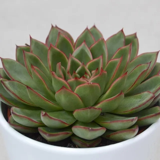 pasiora-echeveria-skat-rosette-10-5cm-topf image 1