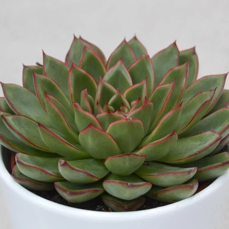 pasiora-echeveria-skat-rosette-10-5cm-topf image 1