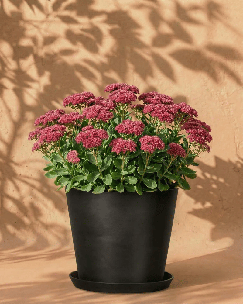 feey-sedum-rosa-herbstfetthenne-knollenpflanze image 5
