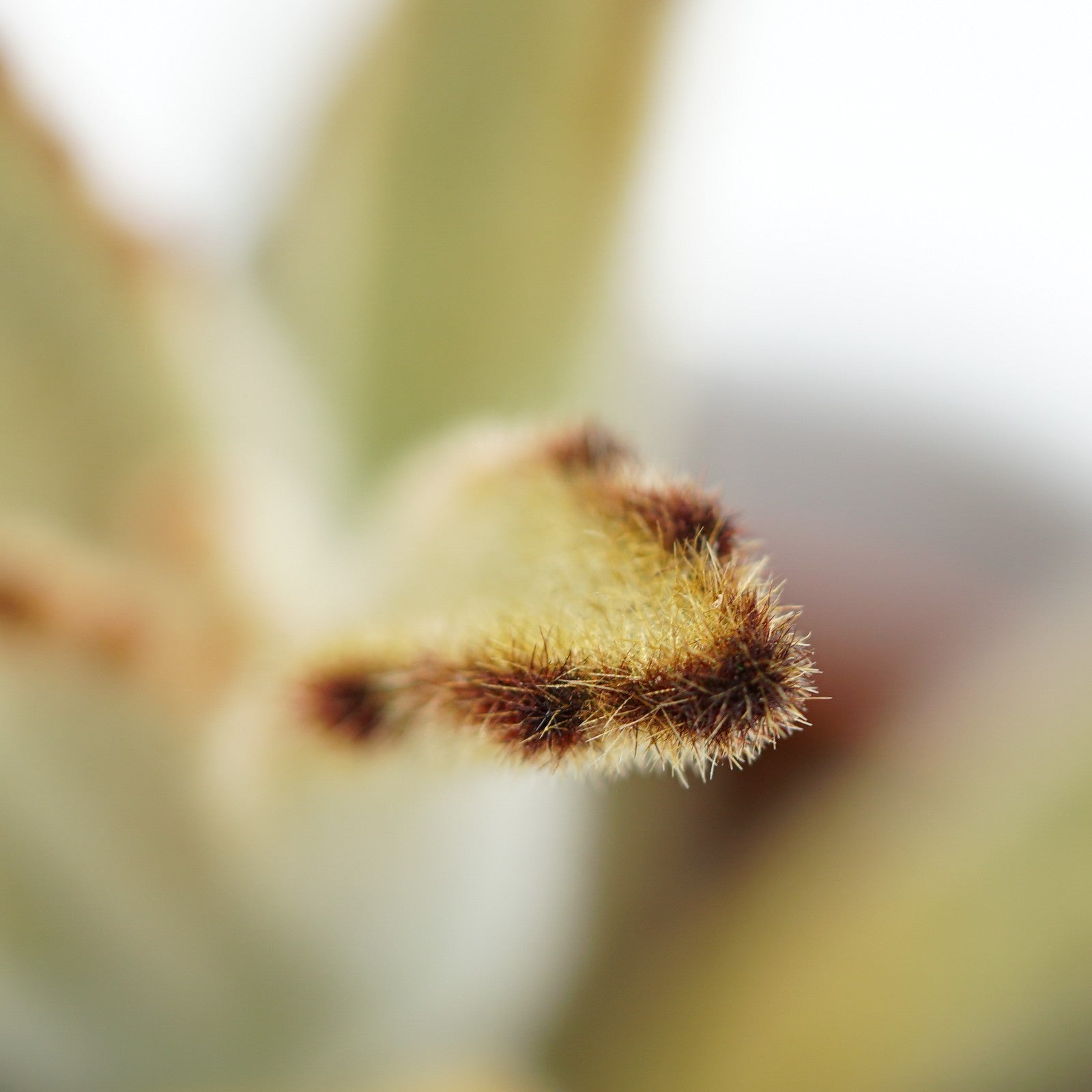 pasiora-kalanchoe-tomentosa-chocolate-soldier-sukkulente-9cm-topf image 5