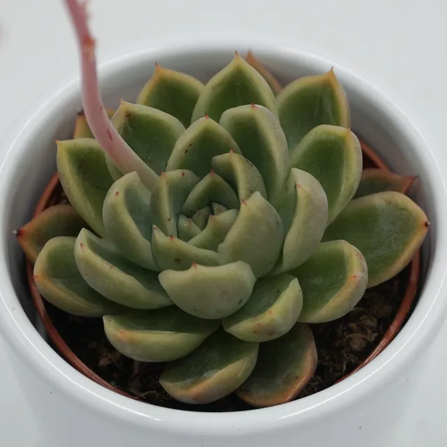 pasiora-echeveria-mandolan-sukkulente-6cm-topf image 1