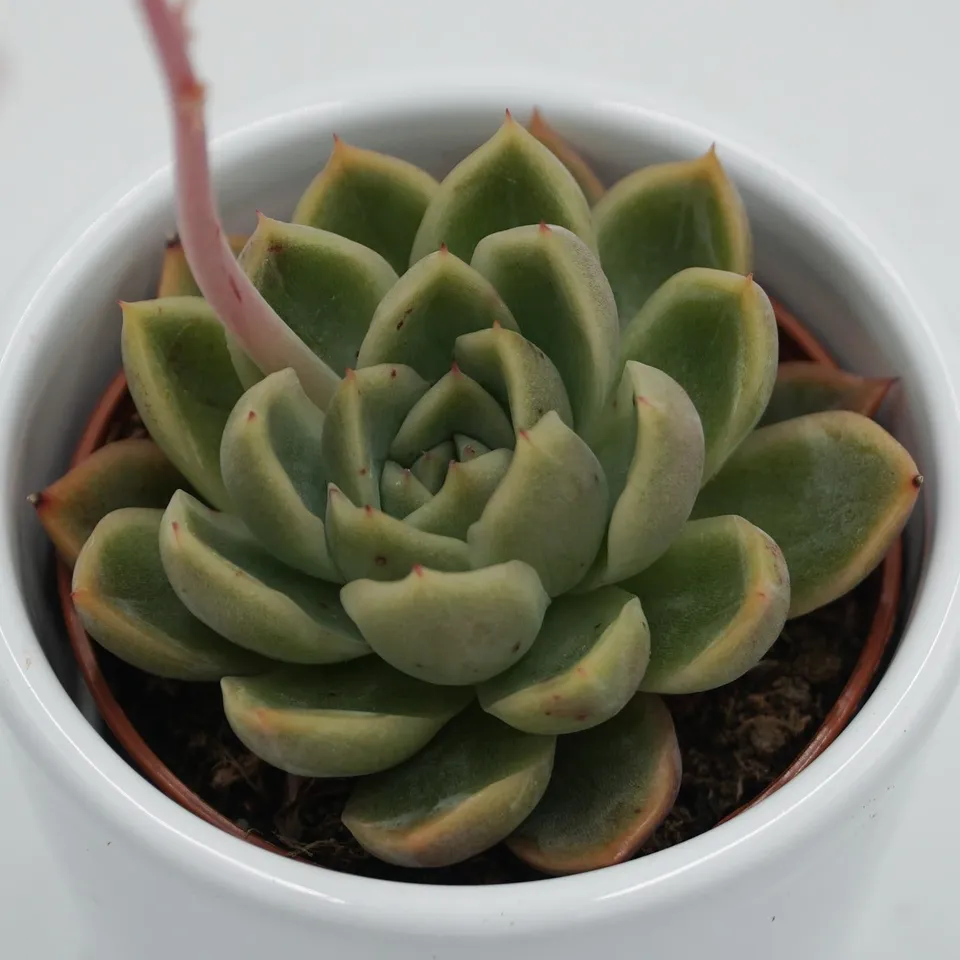 pasiora-echeveria-mandolan-sukkulente-6cm-topf image 1