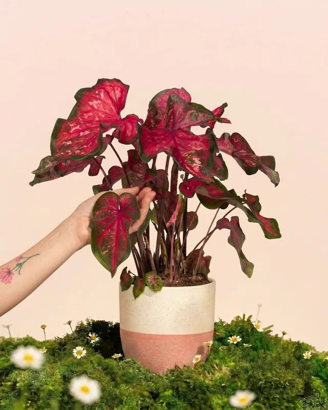 feey-caladium-pink-panther-zimmerpflanze image 1