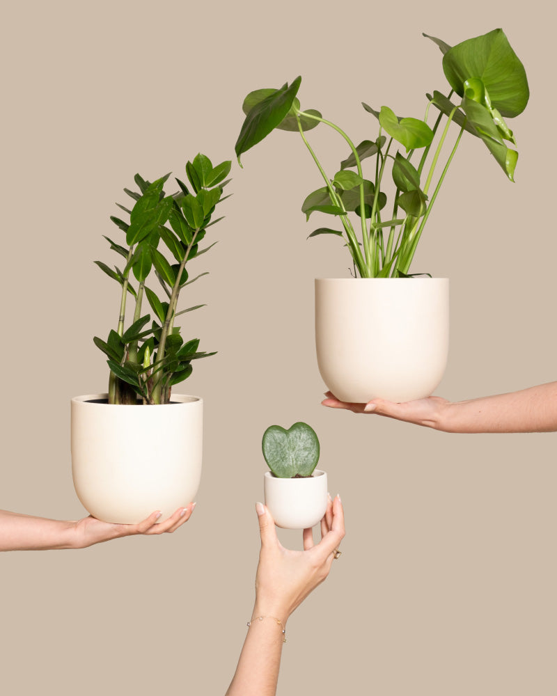 feey-trio-infernale-pflanzenset-monstera-deliciosa-gl-cksfeder-herzblatt image 1