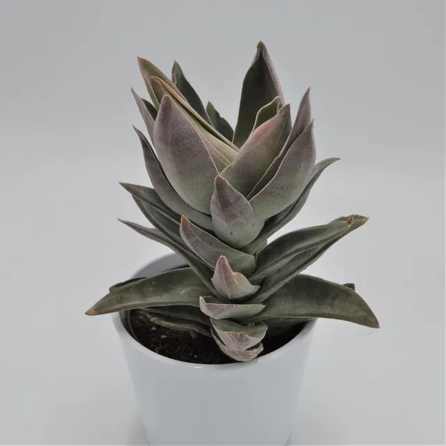 pasiora-crassula-garnet-lotus-sukkulente-12cm image 1