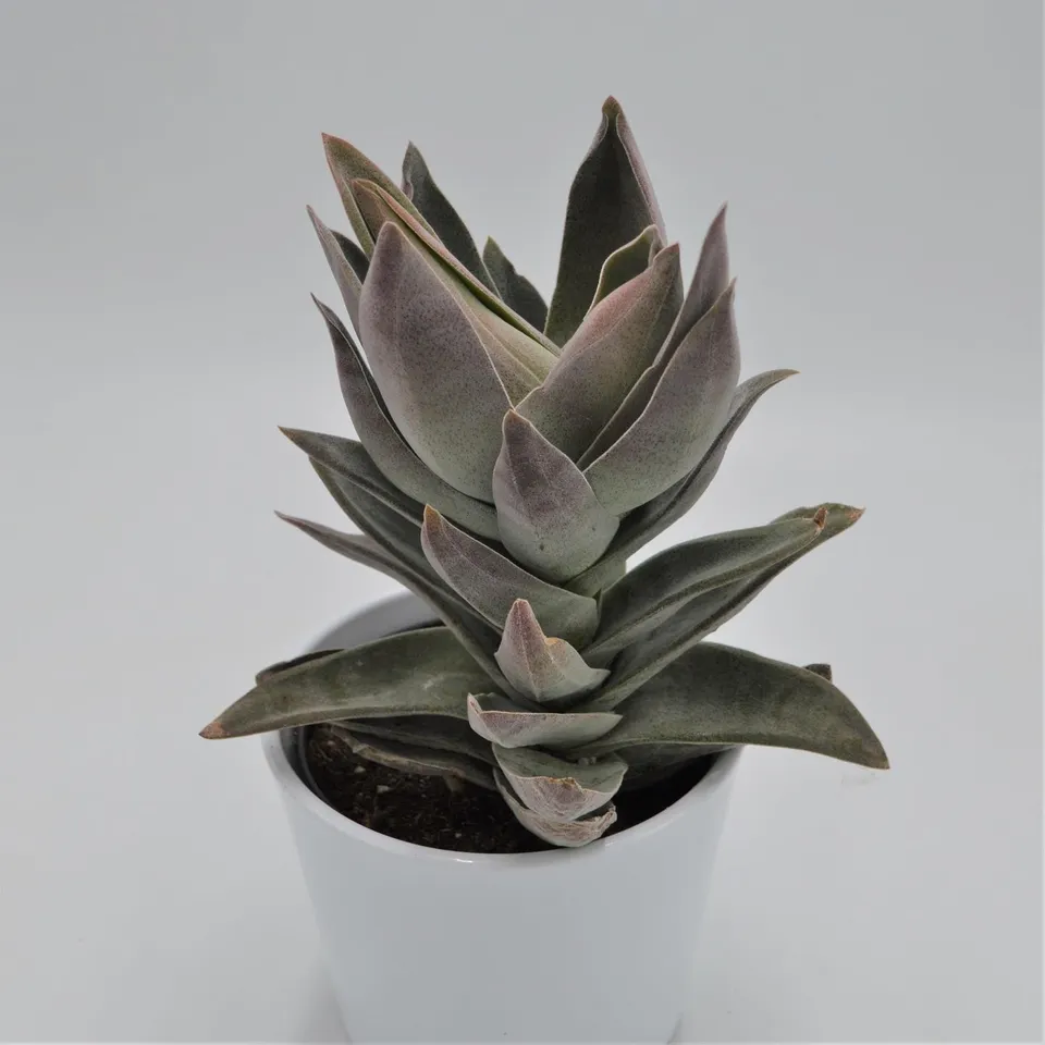 pasiora-crassula-garnet-lotus-sukkulente-12cm image 1