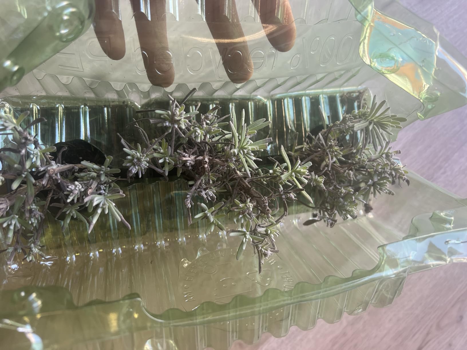 Duften toll neben Rosen