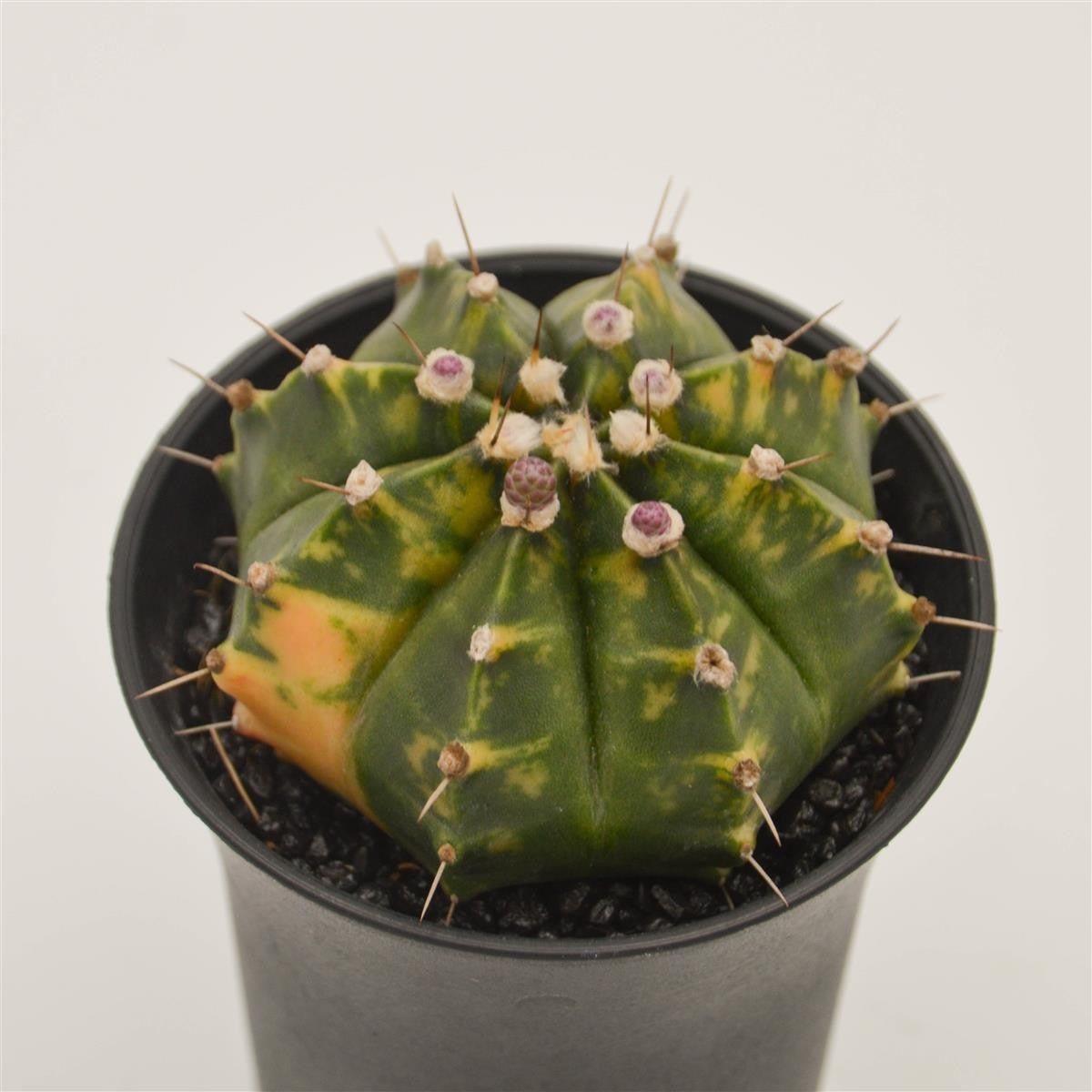 pasiora-gymnocalycium-mihanovichii-f-variegata-kaktus-8cm image 1