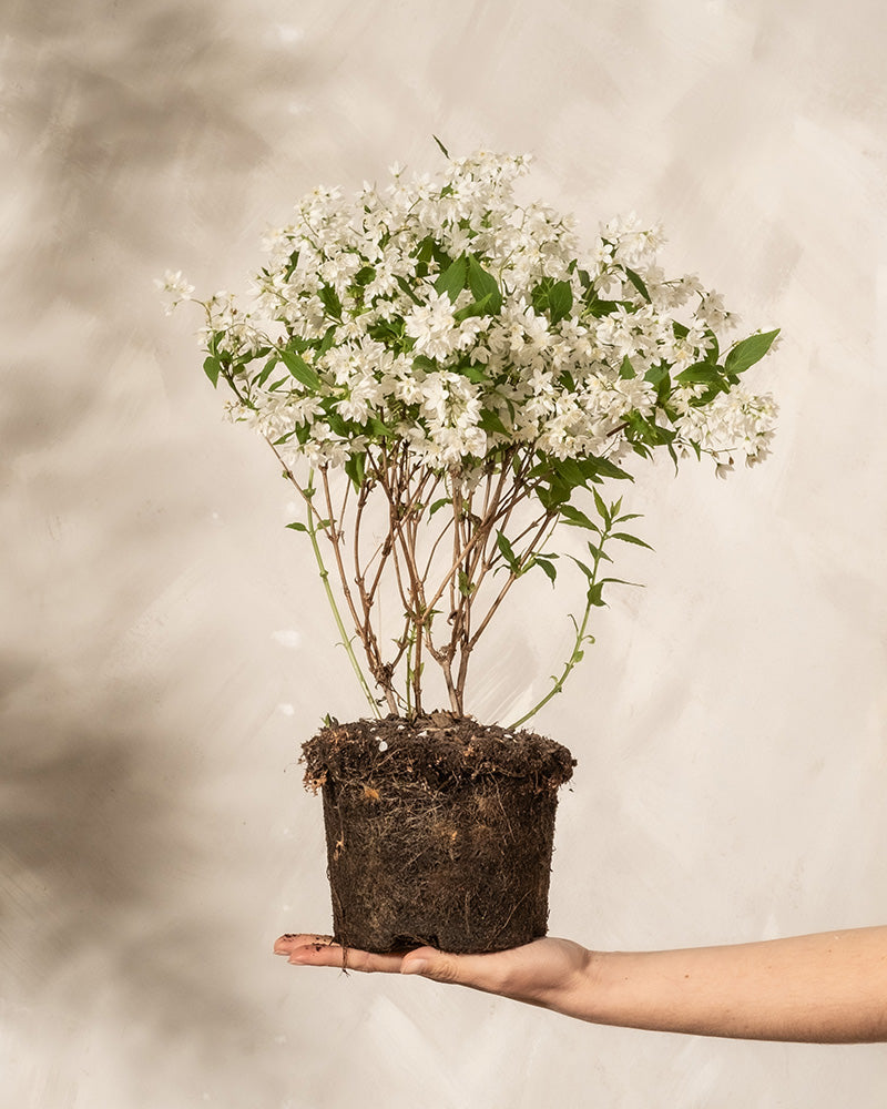 feey-deutzia-gracilis-zierliche-deutzie-au-enpflanze image 1