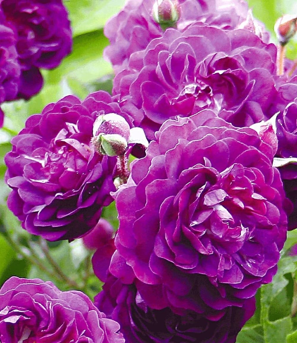 baldur-garten-rambler-rose-bleu-magenta-wurzelballiert image 2