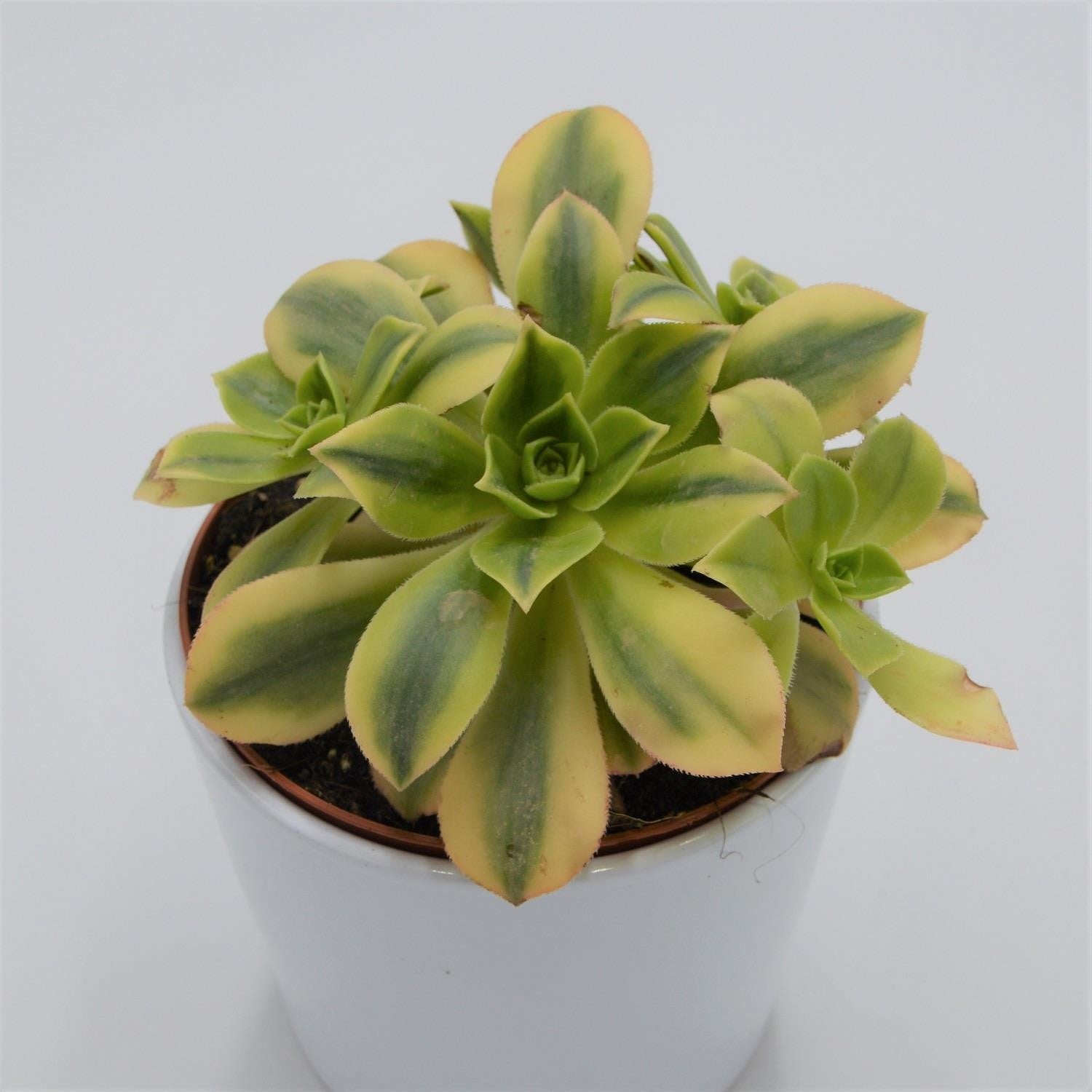 pasiora-aeonium-decorum-sunburst-rosette-13cm-topf image 1