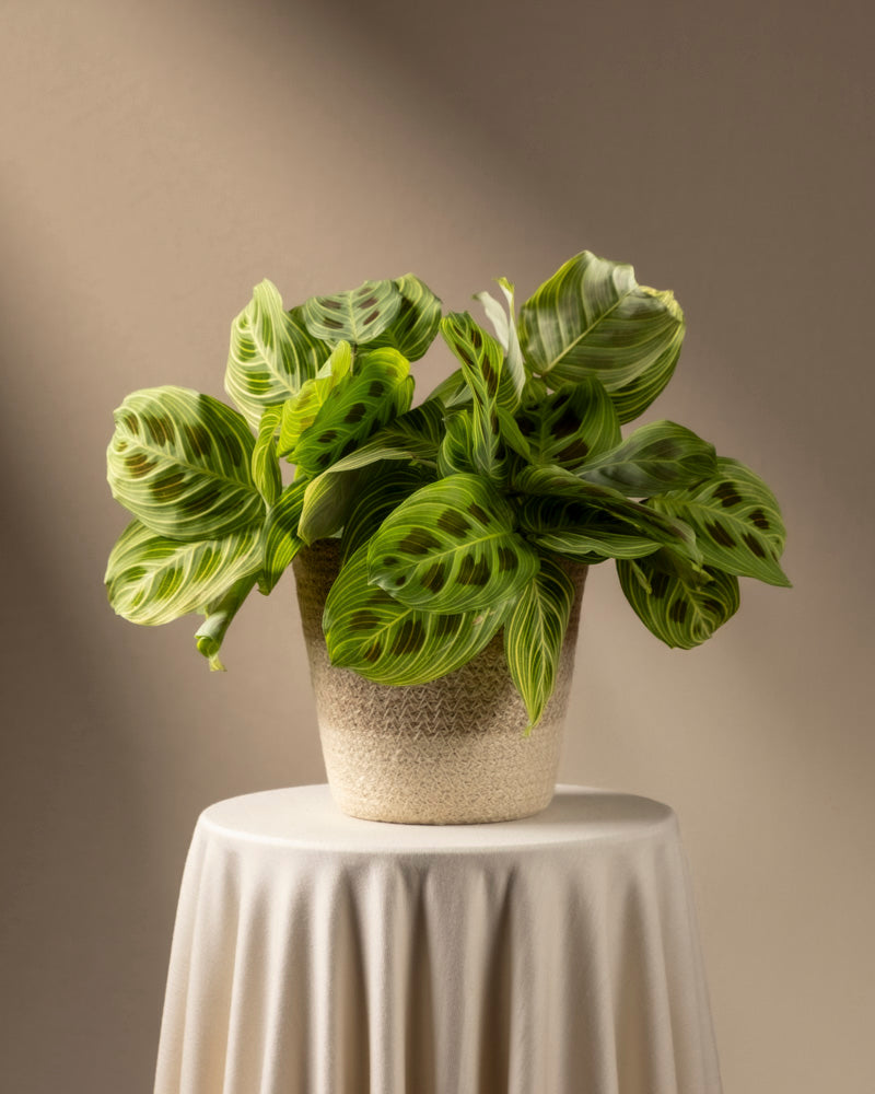 feey-maranta-light-veins-rarit-t-zimmerpflanze image 6