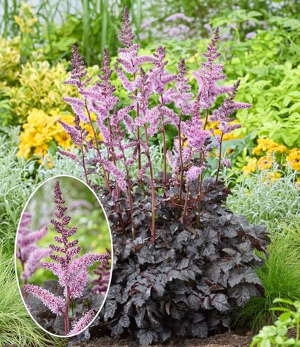 baldur-garten-astilbe-dark-side-of-the-moon-rhizom-gr-e-i image 6
