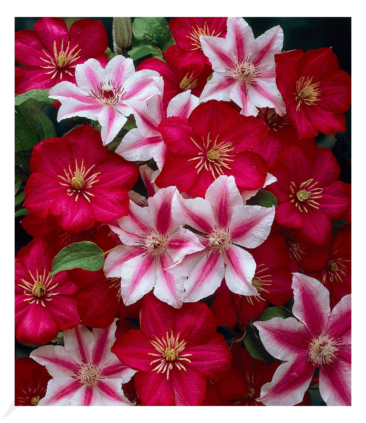 baldur-garten-blaue-clematis-the-president-waldrebe-im-9x9-cm-topf image 6