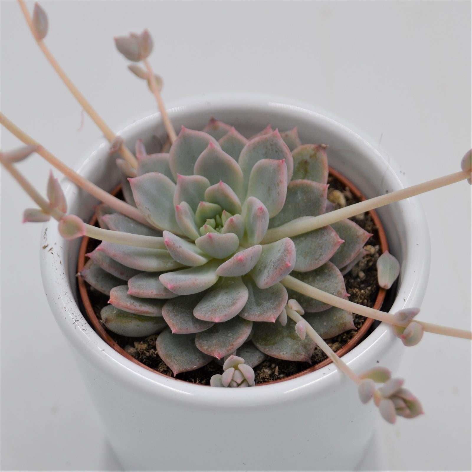 pasiora-echeveria-prolifica-sukkulente-6-cm-topf image 1