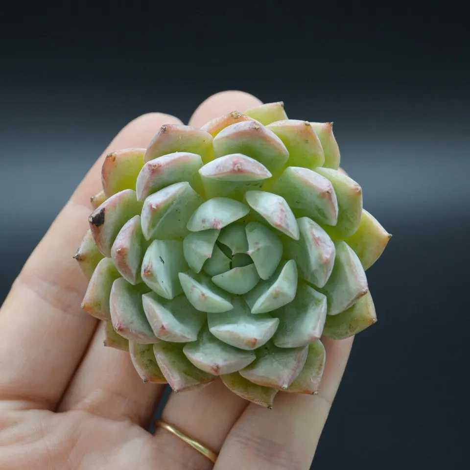 pasiora-echeveria-tippy-steckling-cutting image 1