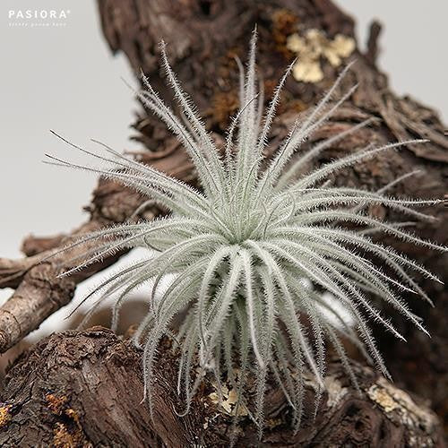 pasiora-tillandsia-tectorum-snowball-l-luftpflanze image 1