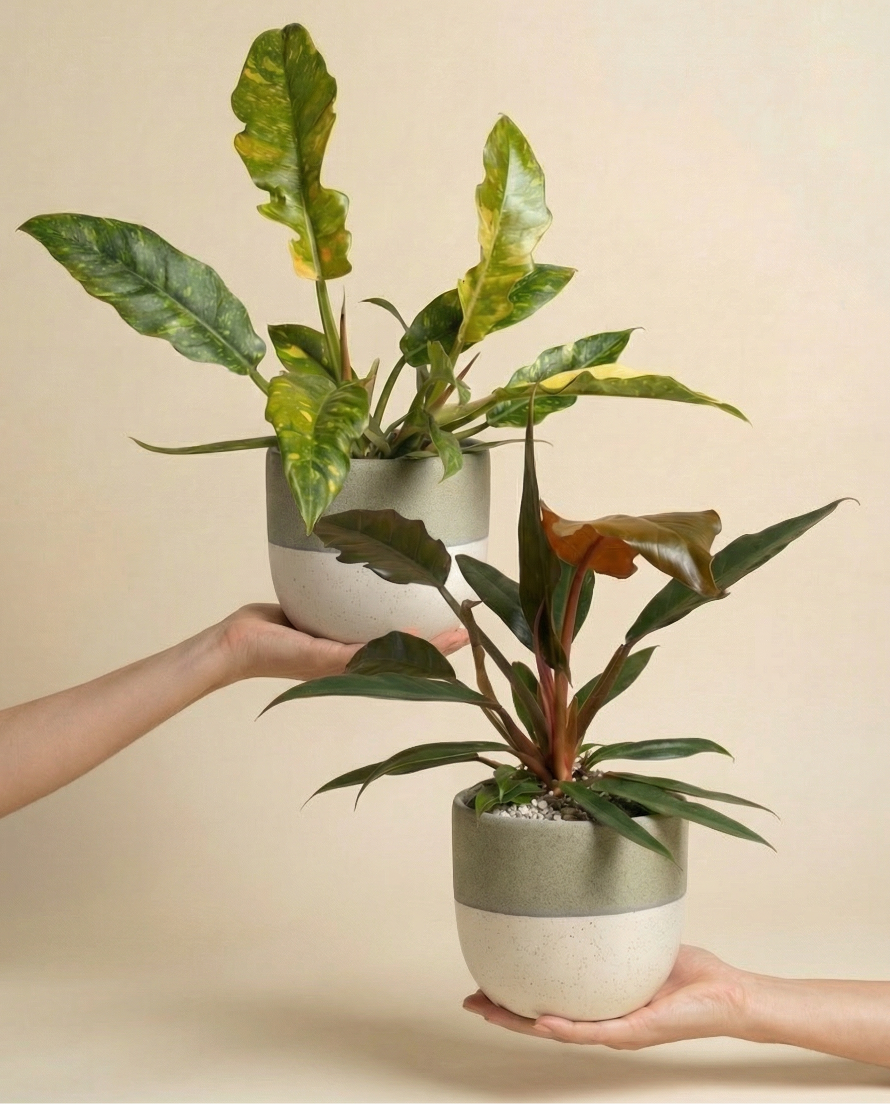 feey-zackiges-philodendron-duo-pluto-ring-of-fire image 1