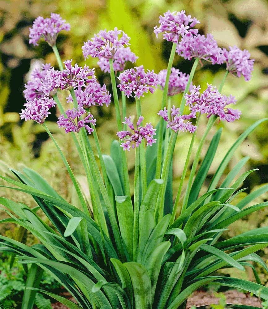 baldur-garten-knobi-kraut-tulbaghia-violacea-2-pflanzen-im-9cm-topf image 1