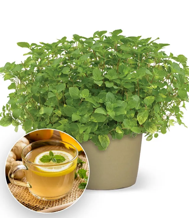 baldur-garten-minze-ingwer-kr-uterpflanze-im-10-5-cm-topf image 1