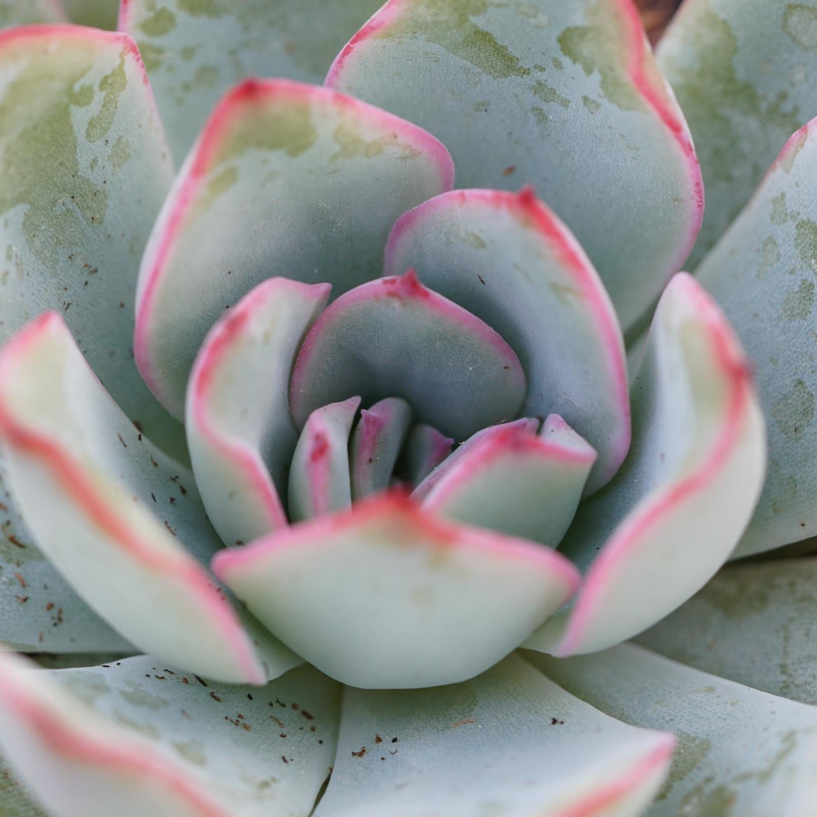 pasiora-echeveria-apus-sukkulente-6cm image 3