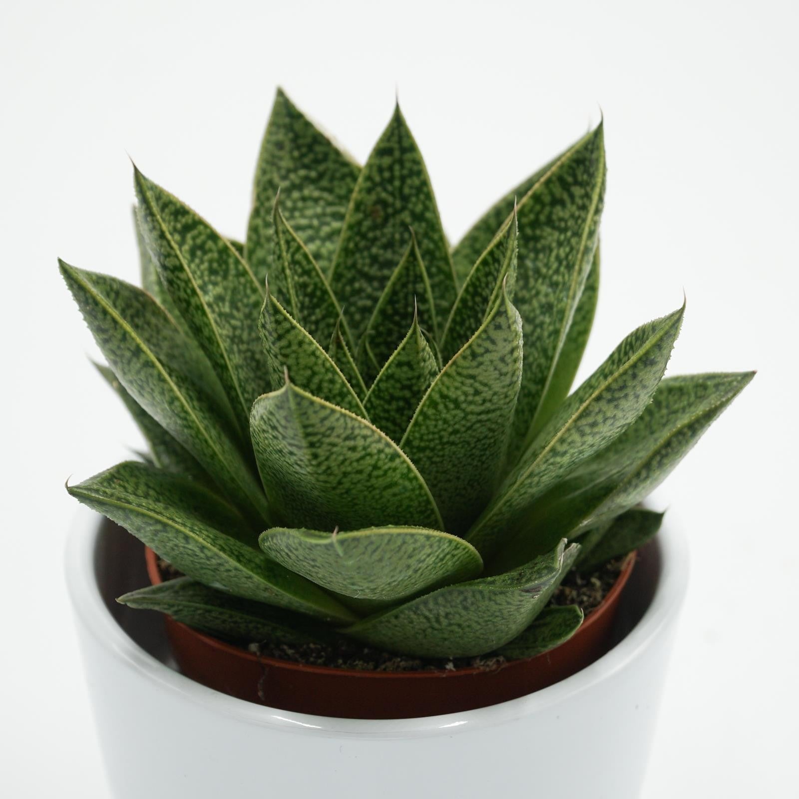 pasiora-gasteria-tiga-sukkulente-8-5cm-topf image 3