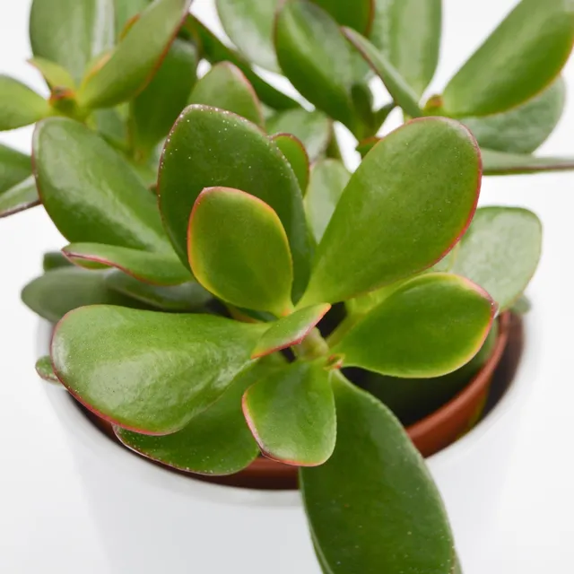 pasiora-crassula-ovata-sunset-dickblatt-12cm-topf image 1