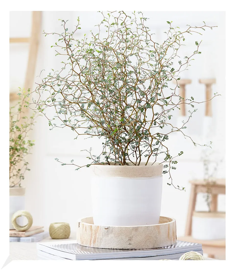 baldur-garten-maori-sophora-little-baby-11-cm-topf-zimmerpflanze image 1