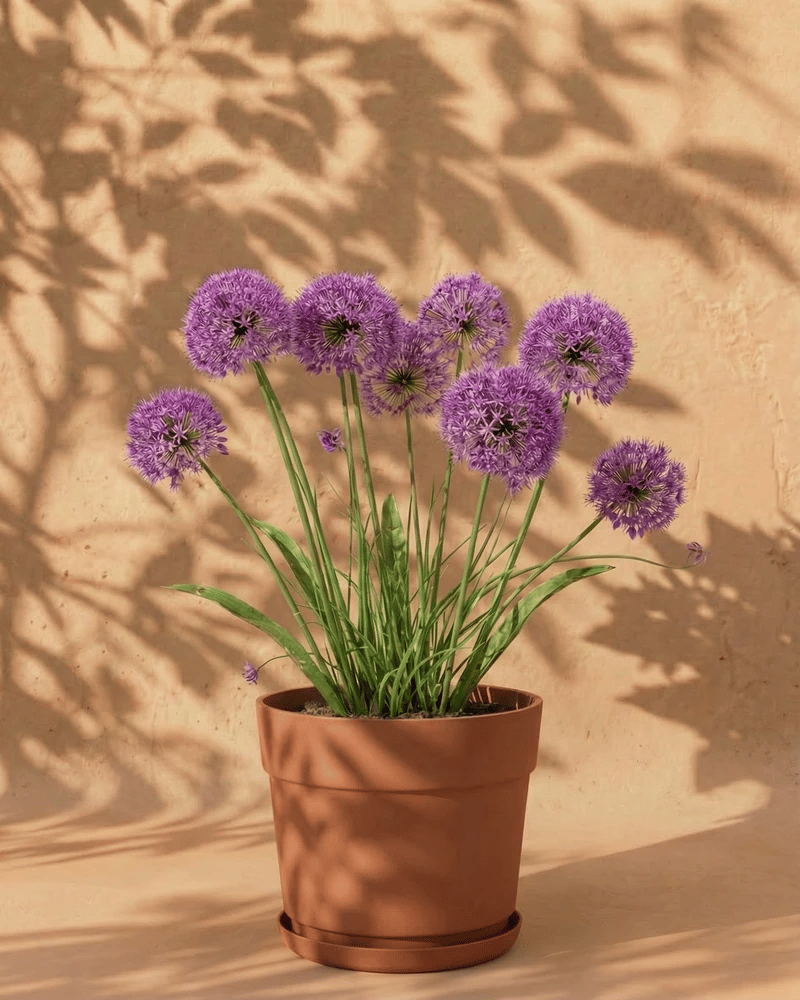 feey-allium-lila-zwiebeln-bienen-berglauch image 7