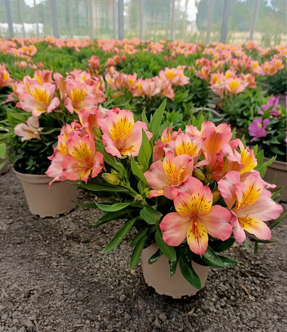 baldur-garten-alstroemeria-incalys-salmon-winterharte-inkalilie-im-12-cm-topf image 3