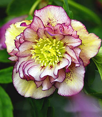 baldur-garten-christrose-double-ellen-picot-e-9x9-cm-topf image 4