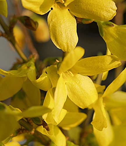 baldur-garten-forsythie-goldgl-ckchen-12-cm-topf image 6